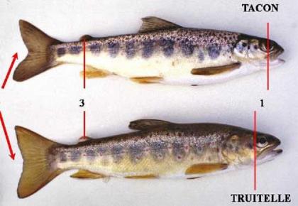 La pêche du saumon atlantique à la mouche, une approche bien spécifique à  l'espèce